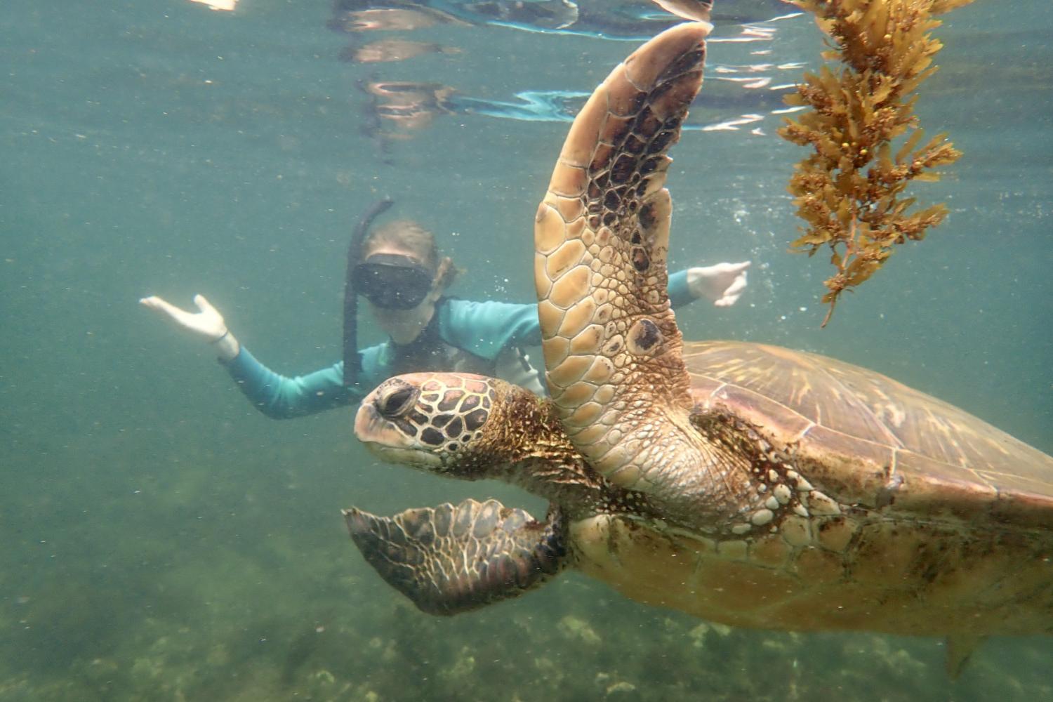 一名<a href='http://o552cvk.shunhuiart.com'>博彩网址大全</a>学生在Galápagos群岛游学途中与一只巨龟游泳.
